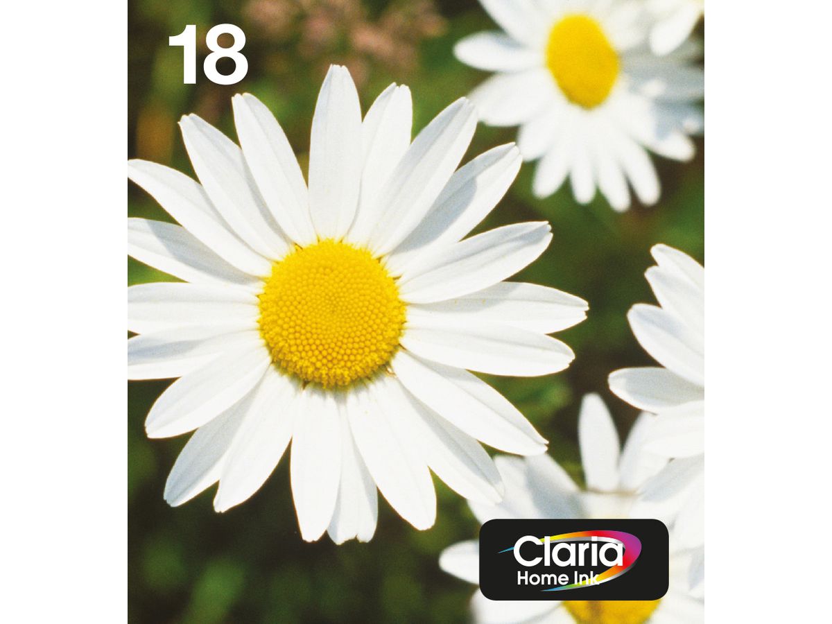 Epson Daisy Multipack 4-colours 18 EasyMail